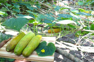 tasty and healthy cucumber stock with flower and leaf on farm