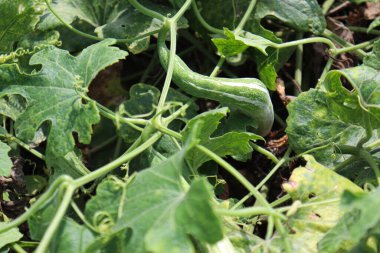 fresh and healthy snake gourd on tree in farm for harvest