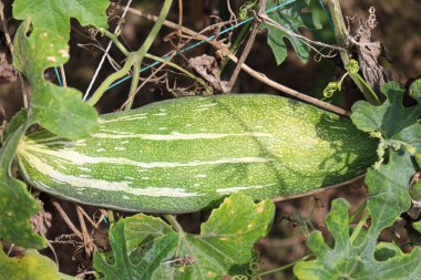 fresh and healthy snake gourd on tree in farm for harvest