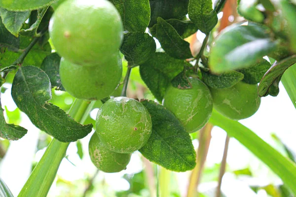 Вкусный Здоровый Лимон Дереве Ферме Сбора Урожая — стоковое фото