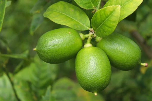 Смачний Здоровий Лимонний Запас Дереві Фермі Збору Врожаю — стокове фото