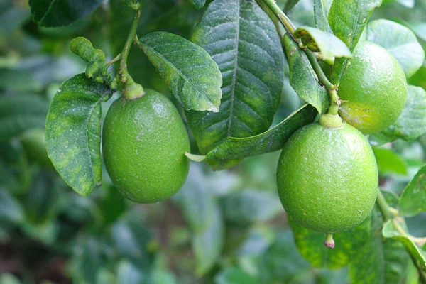 Tasty Healthy Lemon Stock Tree Farm Harvest — Foto Stock