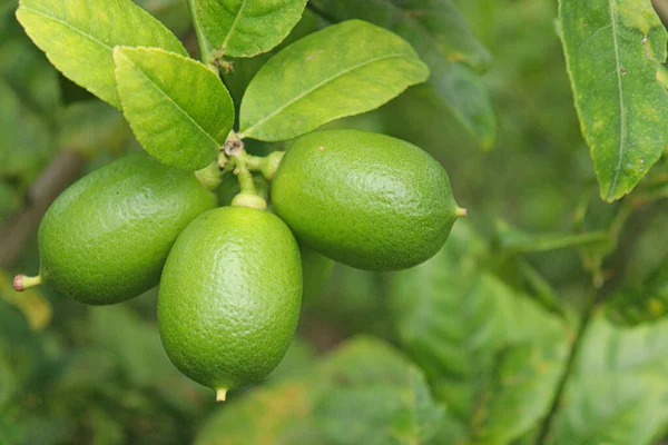 tasty and healthy lemon stock on tree in farm for harvest