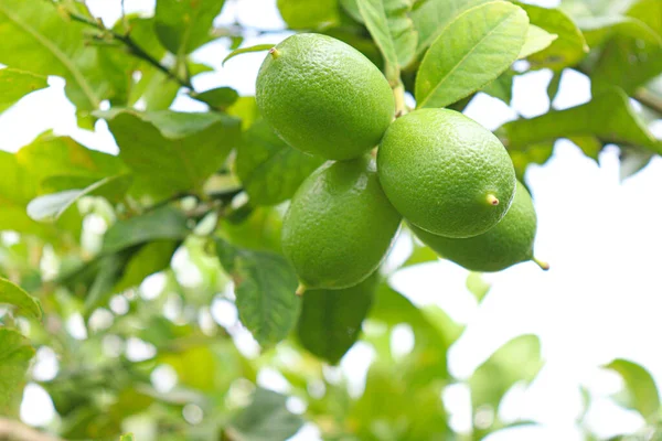 Tasty Healthy Lemon Stock Tree Farm Harvest — Foto Stock