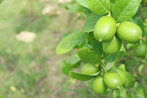 Tasty Healthy Lemon Stock Tree Farm Harvest — Foto Stock