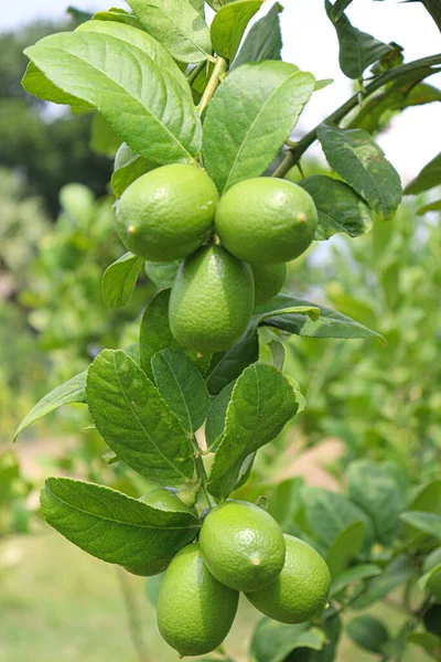 Tasty Healthy Lemon Stock Tree Farm Harvest — Fotografia de Stock