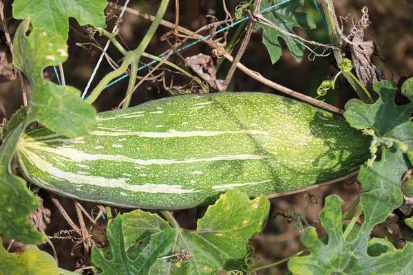 Fresh Healthy Snake Gourd Tree Farm Harvest — 스톡 사진