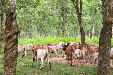 cow group on farm for eating grass and harvesting milk