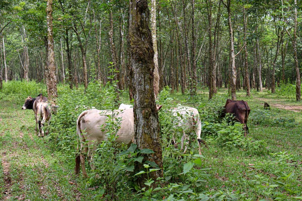 Cow Group Farm Eating Grass Harvesting Milk — 图库照片