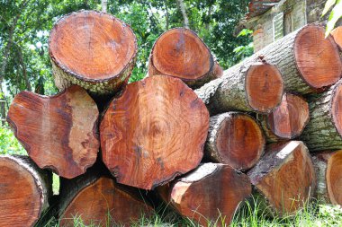 timber stock of tree on saw mill