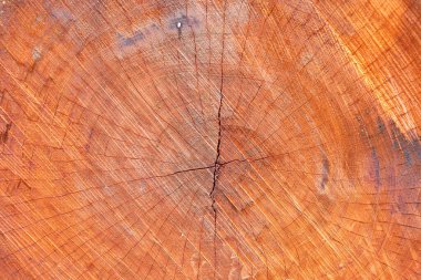 timber stock of tree on saw mill