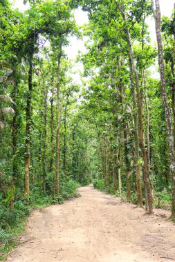tree plantation on forest for green nature