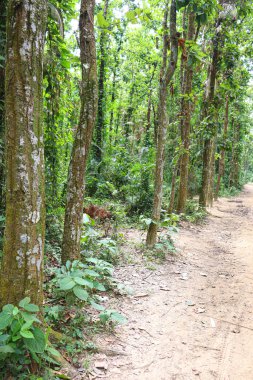 tree plantation on forest for green nature