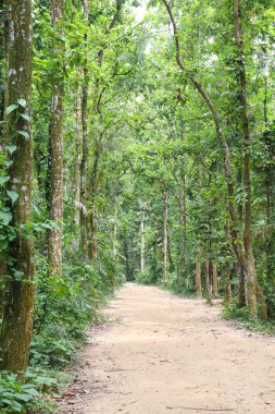 tree plantation on forest for green nature