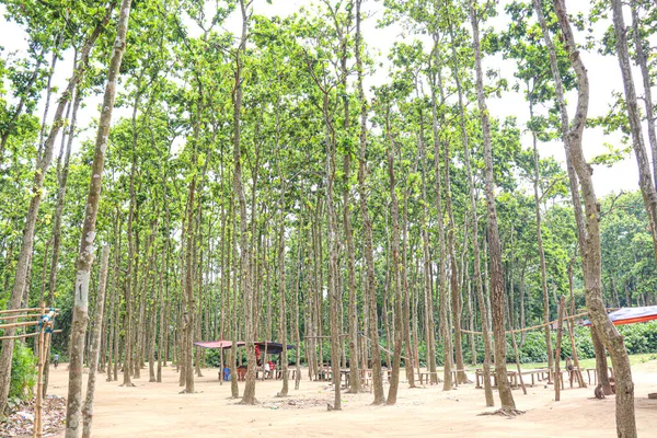 Tree Plantation Forest Green Nature — Fotografia de Stock