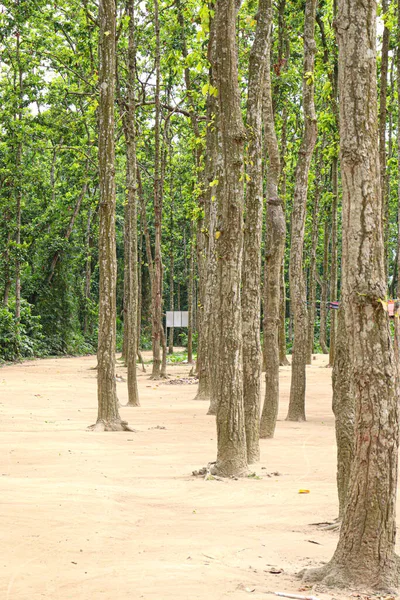 Tree Plantation Forest Green Nature — Stok Foto