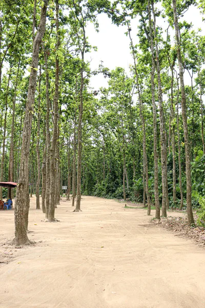 Tree Plantation Forest Green Nature — Stok Foto