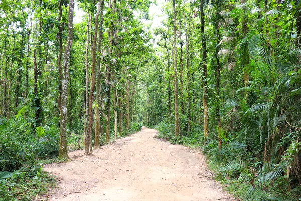 Tree Plantation Forest Green Nature —  Fotos de Stock