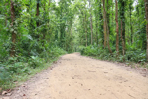 tree plantation on forest for green nature