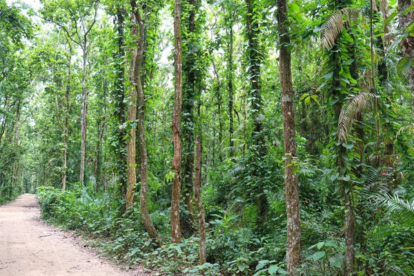 Tree Plantation Forest Green Nature — Stok Foto