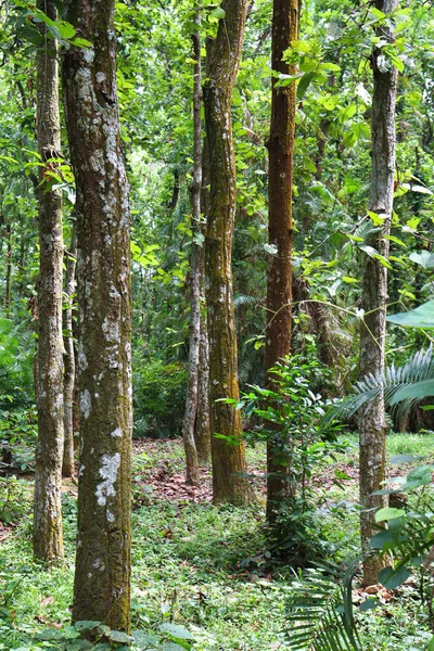 Tree Plantation Forest Green Nature — Stok Foto