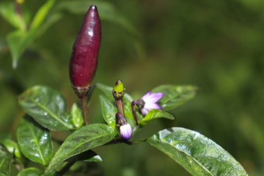 hot and spice chili on tree in the firm for harvest
