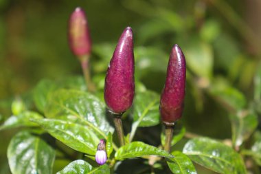 hot and spice chili on tree in the firm for harvest