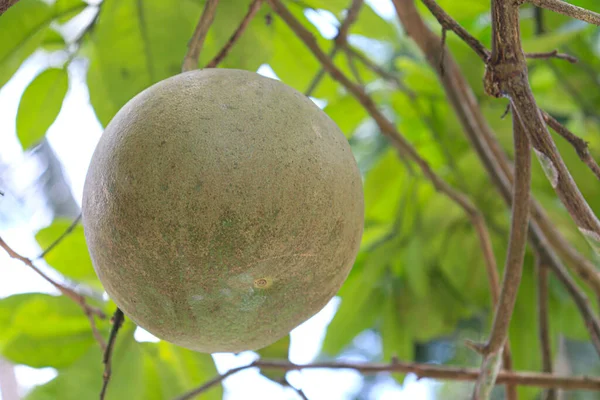 tasty and healthy pomelo on tree in farm for harvest