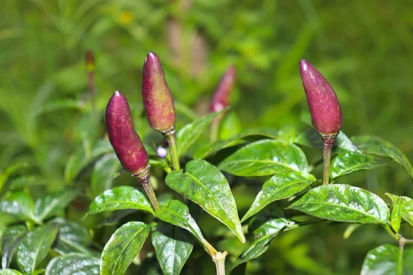 Hot Spice Chili Tree Firm Harvest — Stock Photo, Image