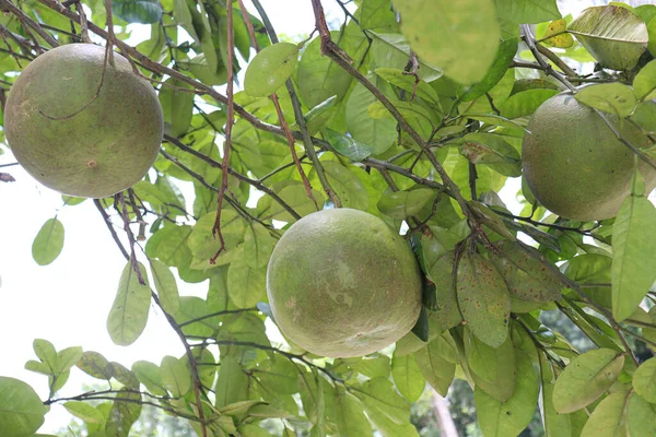 tasty and healthy pomelo on tree in farm for harvest