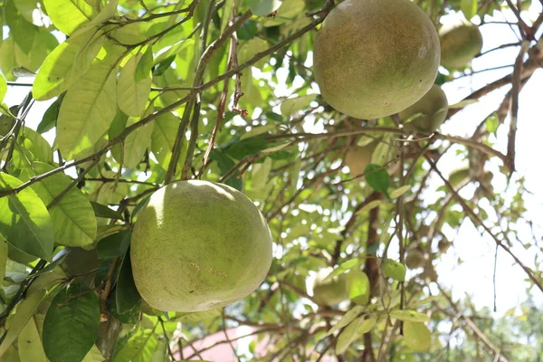 tasty and healthy pomelo on tree in farm for harvest