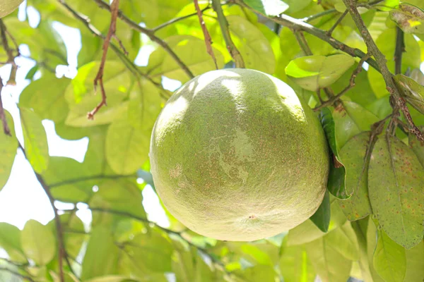 tasty and healthy pomelo on tree in farm for harvest