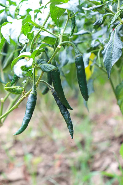 Hot Spice Chili Tree Firm Harvest — Stockfoto