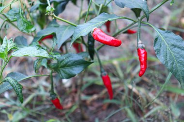 hot and spice chili on tree in the firm for harvest