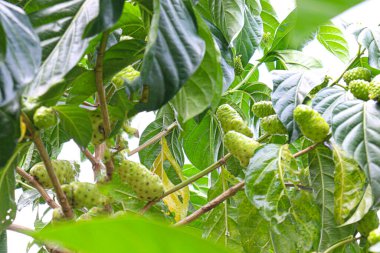 tasty and healthy Morinda citrifolia noni fruit on tree in farm for harvest