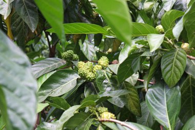 tasty and healthy Morinda citrifolia noni fruit on tree in farm for harvest