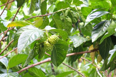 tasty and healthy Morinda citrifolia noni fruit on tree in farm for harvest