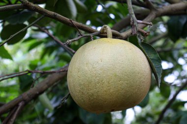 tasty and healthy pomelo on tree in farm for harvest