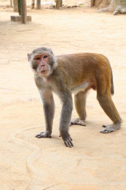 very cute monkey closeup on zoo for visitor