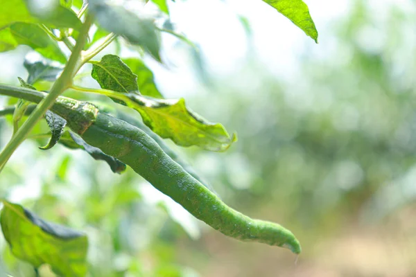 Hot Spice Chili Tree Firm Harvest — Stockfoto