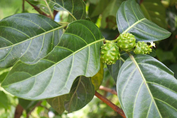 Tasty Healthy Morinda Citrifolia Noni Fruit Tree Farm Harvest — Photo