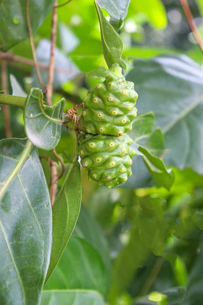 Tasty Healthy Morinda Citrifolia Noni Fruit Tree Farm Harvest — Stock Photo, Image