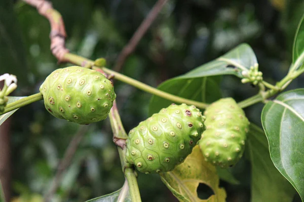 Tasty Healthy Morinda Citrifolia Noni Fruit Tree Farm Harvest — Stock Photo, Image