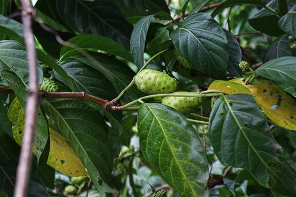 Tasty Healthy Morinda Citrifolia Noni Fruit Tree Farm Harvest — Stock Photo, Image