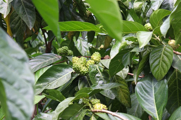 Tasty Healthy Morinda Citrifolia Noni Fruit Tree Farm Harvest — Stock Photo, Image