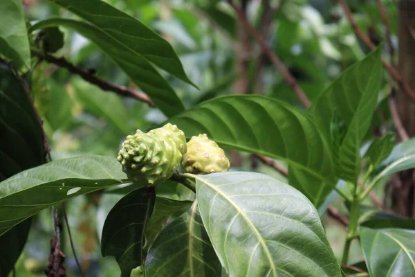 Tasty Healthy Morinda Citrifolia Noni Fruit Tree Farm Harvest — Stockfoto