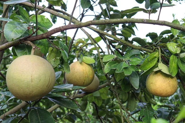 Tasty Healthy Pomelo Tree Farm Harvest — Zdjęcie stockowe