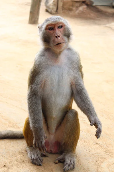 Very Cute Monkey Closeup Zoo Visitor — Stockfoto