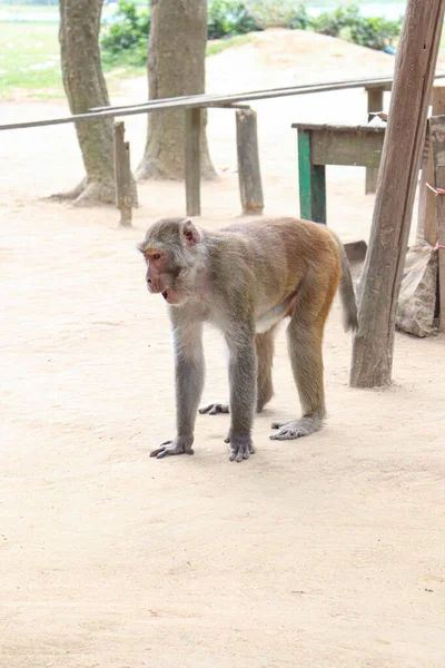 Very Cute Monkey Closeup Zoo Visitor — Stockfoto