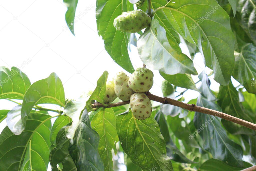 tasty and healthy Morinda citrifolia noni fruit on tree in farm for harvest